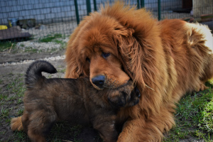 Zdjęcie №4. Sprzedam mastif tybetański w Скривери. prywatne ogłoszenie - cena - 5878zł