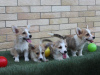 Dodatkowe zdjęcia: Szczenięta Welsh Corgi Pembroke