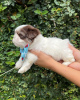 Zdjęcie №1. shih tzu - na sprzedaż w Julianadorp | Bezpłatny | Zapowiedź №100083