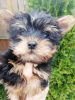 Zdjęcie №1. yorkshire terrier biewer, yorkshire terrier - na sprzedaż w Ryga | 1674zł | Zapowiedź №105639