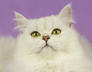 Zdjęcie №3. Młoda kotka Galatea, góralska prosta, kolor NS11. Federacja Rosyjska
