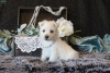 Zdjęcie №4. Sprzedam west highland white terrier w Bremen.  - cena - negocjowane