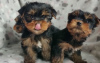 Zdjęcie №1. yorkshire terrier - na sprzedaż w Monachium | negocjowane | Zapowiedź №35878