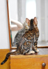 Zdjęcie №2 do zapowiedźy № 94112 na sprzedaż  kot bengalski - wkupić się Białoruś prywatne ogłoszenie, od żłobka, hodowca