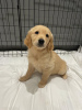 Zdjęcie №2 do zapowiedźy № 115942 na sprzedaż  golden retriever - wkupić się Niemcy 