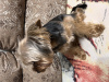 Zdjęcie №3. pies hodowlany w Kazachstan. Zapowiedź № 78114