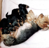 Zdjęcie №3. Dwa niedrogie szczenięta Yorkshire Terrier do adopcji. Niemcy