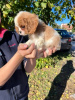 Dodatkowe zdjęcia: Cavalier King Charles Spaniel