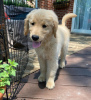 Zdjęcie №1. golden retriever - na sprzedaż w Burgas | negocjowane | Zapowiedź №111778