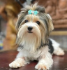 Zdjęcie №3. Biewer Yorkshire Terrier Girl. Polska