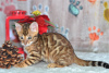 Dodatkowe zdjęcia: Dostępne wspaniałe kocięta bengalskie!