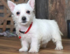 Zdjęcie №1. west highland white terrier - na sprzedaż w Helsinki | negocjowane | Zapowiedź №88143