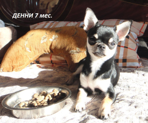 Zdjęcie №2 do zapowiedźy № 4934 na sprzedaż  chihuahua (rasa psów) - wkupić się Federacja Rosyjska od żłobka