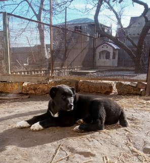 Zdjęcie №4. Sprzedam pies nierasowy w Odessa. prywatne ogłoszenie - cena - 1950zł