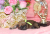 Zdjęcie №2 do zapowiedźy № 10083 na sprzedaż  cairn terrier - wkupić się Federacja Rosyjska od żłobka