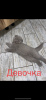 Zdjęcie №2 do zapowiedźy № 57072 na sprzedaż  scottish fold - wkupić się Federacja Rosyjska prywatne ogłoszenie