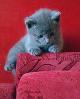 Zdjęcie №3. Sprzedam kocięta rosyjskiego niebieskiego kota. Federacja Rosyjska