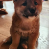 Dodatkowe zdjęcia: Shiba Inu, metryki ZKwP