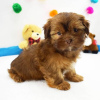 Zdjęcie №1. shih tzu - na sprzedaż w Richmond | 1386zł | Zapowiedź №42828