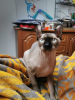 Dodatkowe zdjęcia: Sfinks elf/kanadyjski kociak z rodowodem