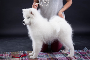 Zdjęcie №3. Samoyed. Hodowla dziewczyn. Federacja Rosyjska