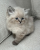 Zdjęcie №2 do zapowiedźy № 84211 na sprzedaż  kot syberyjski - wkupić się Finlandia prywatne ogłoszenie