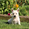 Zdjęcie №4. Sprzedam west highland white terrier w Berlin.  - cena - negocjowane