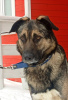Zdjęcie №2 do zapowiedźy № 93110 na sprzedaż  pies nierasowy - wkupić się Federacja Rosyjska prywatne ogłoszenie