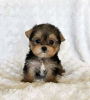 Zdjęcie №1. yorkshire terrier - na sprzedaż w Berlin | negocjowane | Zapowiedź №97600