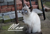 Dodatkowe zdjęcia: Przepiękne kocięta brytyjskie krótkowłose Blue i Colourpoint Blue