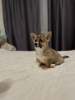 Zdjęcie №1. welsh corgi - na sprzedaż w Warszawa | Bezpłatny | Zapowiedź №35882