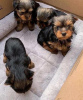 Zdjęcie №1. yorkshire terrier - na sprzedaż w Budapest | negocjowane | Zapowiedź №42525