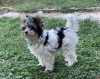 Zdjęcie №1. yorkshire terrier - na sprzedaż w Ioannina | 7953zł | Zapowiedź №68262