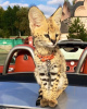 Dodatkowe zdjęcia: Dostępne kocięta Caracal Serval i F1 Savannah