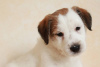 Zdjęcie №3. Szczenięta Jack Russell Terrier. Federacja Rosyjska