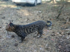 Dodatkowe zdjęcia: Krycie kota bengalskiego