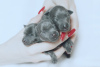 Dodatkowe zdjęcia: Szczenięta charcika włoskiego małego (greyhound)