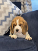 Zdjęcie №1. beagle (rasa psa) - na sprzedaż w Vero Beach | 1585zł | Zapowiedź №102251