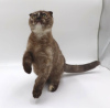 Zdjęcie №1. scottish fold - na sprzedaż w Lommel | Bezpłatny | Zapowiedź № 127679