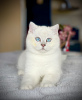 Zdjęcie №1. kot brytyjski krótkowłosy - na sprzedaż w Warna | 2093zł | Zapowiedź № 43786