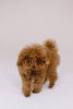 Zdjęcie №3. Toy Poodle Red Brown. Republika Czeska