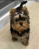 Zdjęcie №1. yorkshire terrier - na sprzedaż w Dubrovnik | negocjowane | Zapowiedź №112269