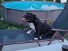 Zdjęcie №4. Sprzedam american bully w Kazanluk. hodowca - cena - negocjowane