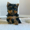 Dodatkowe zdjęcia: Yorkshire Terrier