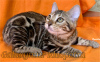 Zdjęcie №1. kot bengalski - na sprzedaż w Pietrozawodsk | 6723zł | Zapowiedź № 9260