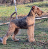 Zdjęcie №2 do zapowiedźy № 123253 na sprzedaż  airedale terrier - wkupić się Polska hodowca