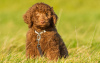 Zdjęcie №1. labradoodle - na sprzedaż w Berlin | 1088zł | Zapowiedź №101237