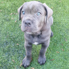 Zdjęcie №1. cane corso - na sprzedaż w Monachium | Bezpłatny | Zapowiedź №111324