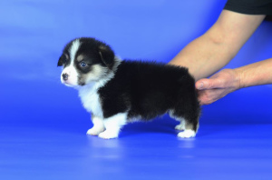 Zdjęcie №1. welsh corgi - na sprzedaż w Lwów | 2377zł | Zapowiedź №5594