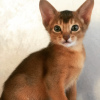 Zdjęcie №2 do zapowiedźy № 10525 na sprzedaż  kot abisyński - wkupić się Federacja Rosyjska od żłobka, hodowca